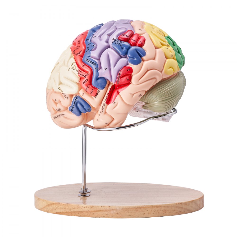 Human Brain Model Anatomy Teaching Brain Model 4-Part Labeled 2X Enlarged