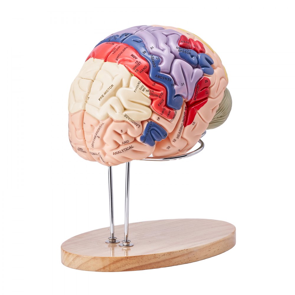 Human Brain Model Anatomy Teaching Brain Model 4-Part Labeled 2X Enlarged