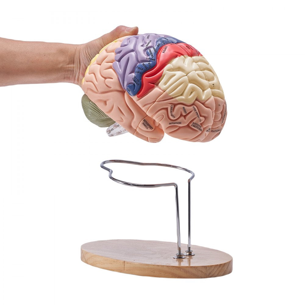 Human Brain Model Anatomy Teaching Brain Model 4-Part Labeled 2X Enlarged