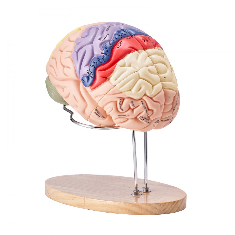 Human Brain Model Anatomy Teaching Brain Model 4-Part Labeled 2X Enlarged