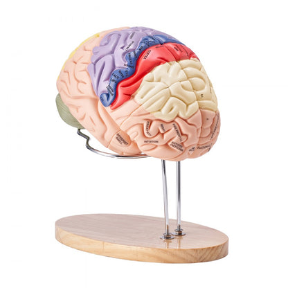 Human Brain Model Anatomy Teaching Brain Model 4-Part Labeled 2X Enlarged
