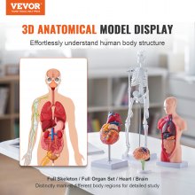 Realistic 3D anatomy models help students explore human body structures beyond pictures and charts