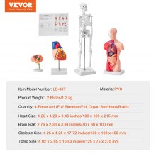 VEVOR Human Anatomy Models Bundle Teaching Set Brain/Torso Body/Heart/Skeleton