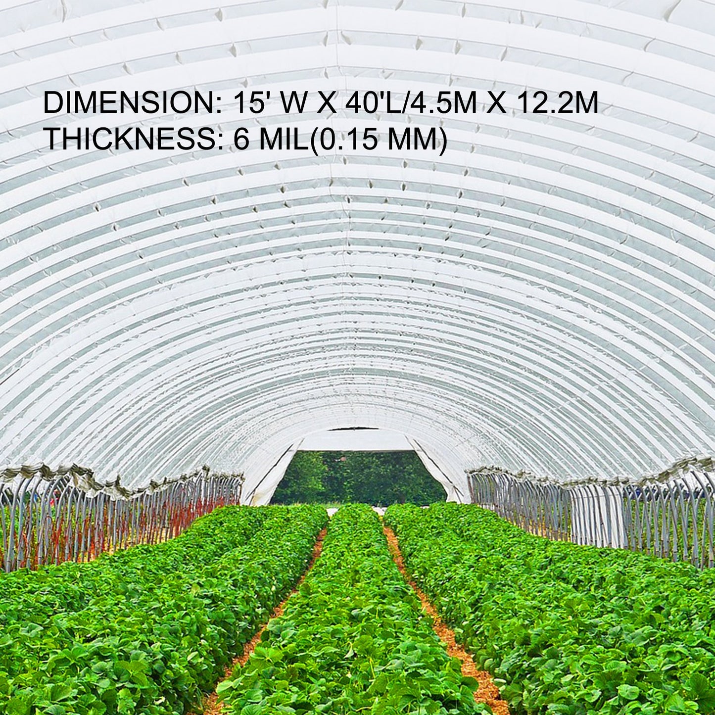 Greenhouse Film 4.5 x 12.2 m, Greenhouse Polyethylene Film 0.1524 mm Thickness, Greenhouse Plastic Greenhouse Clear Plastic Film UV Resistant, Polyethylene Film Keep Warming, Superior Strength Toughness