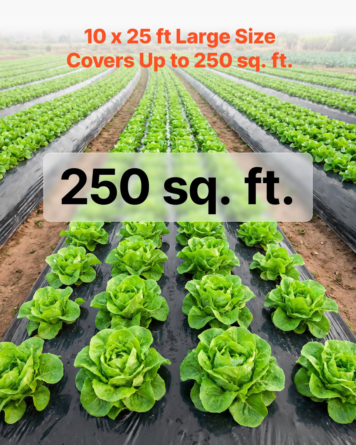 0.15 mm Plastic Sheeting 3.05 x 7.62 m Black Heavy Duty Polyethylene, Thick Plastic Roll for Garden, Drop Cloth Painters Tarp, Polyethylene Covering for Crawl Space Vapor Barrier, Weed Control