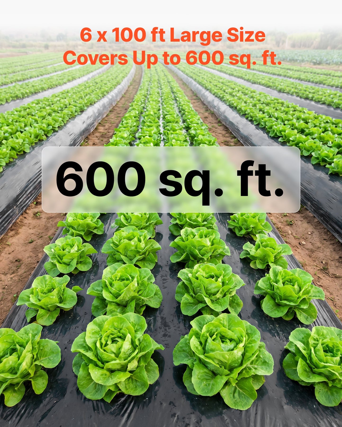0.1 mm Plastic Sheeting 1.83 x 30.48 m Black Heavy Duty Polyethylene, Thick Plastic Roll for Garden, Drop Cloth Painters Tarp, Polyethylene Covering for Crawl Space Vapor Barrier, Weed Control